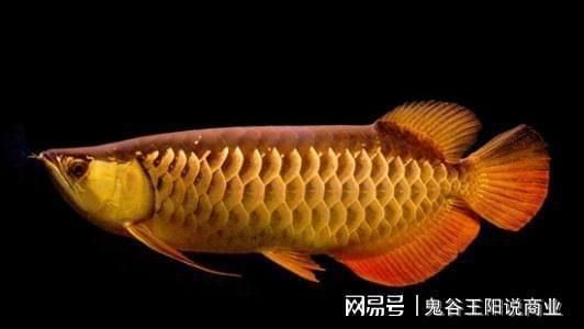 龍魚美容手術有哪些：龍魚美容手術的費用