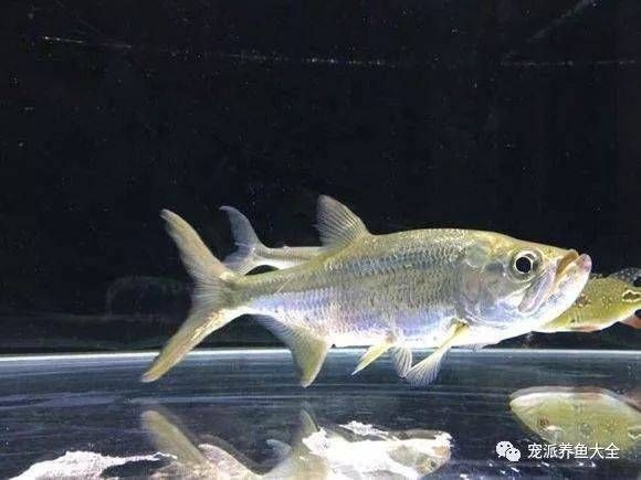 泰龐海鰱和龍魚混養好嗎：泰龐海鰱和龍魚混養的技巧和注意事項泰龐海鰱混養的注意事項