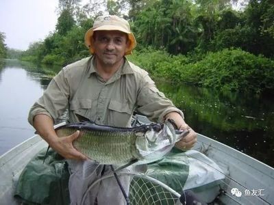 泰龐海鰱和龍魚混養好嗎：泰龐海鰱和龍魚混養的技巧和注意事項泰龐海鰱混養的注意事項