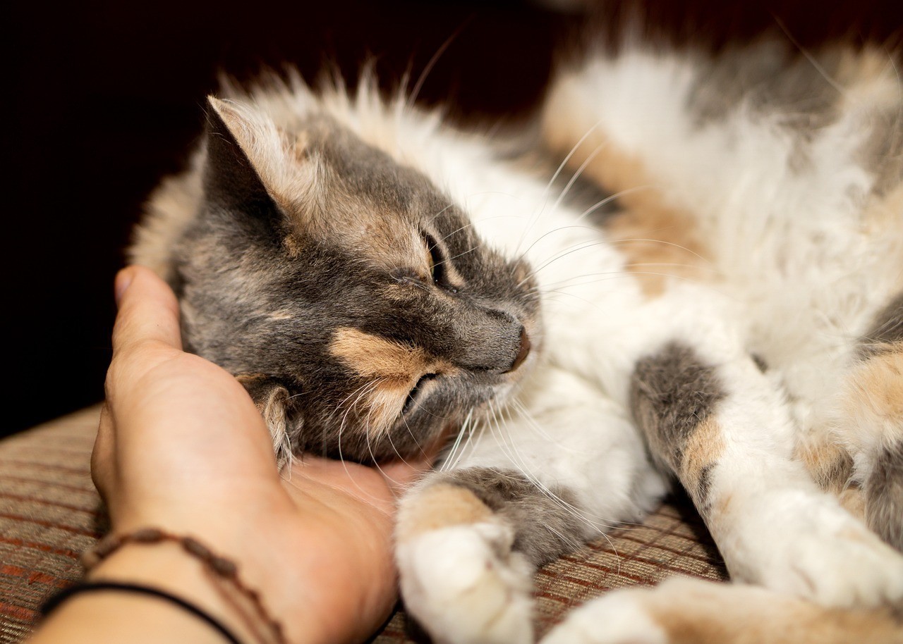 養銀龍魚水溫要多少度合適，銀龍魚多少度水養最好