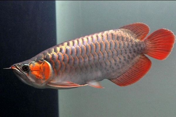 紅金龍魚要怎么養才會紅：紅金龍魚怎么養才會紅