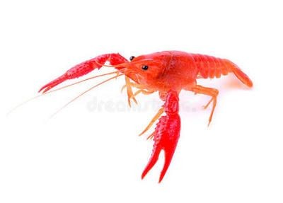 龍魚白底好還是黑底好【白底好還是黑底好】