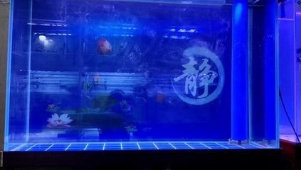 如何判斷龍魚是否需要更換燈光？（龍魚燈光更換周期與搭配方案）
