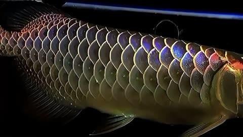 能否詳細介紹馬來西亞祥龍魚場？