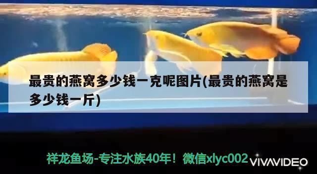 銀龍魚上面的鰭壞了能自己長好嗎（銀龍魚魚鰭爛了怎么辦）
