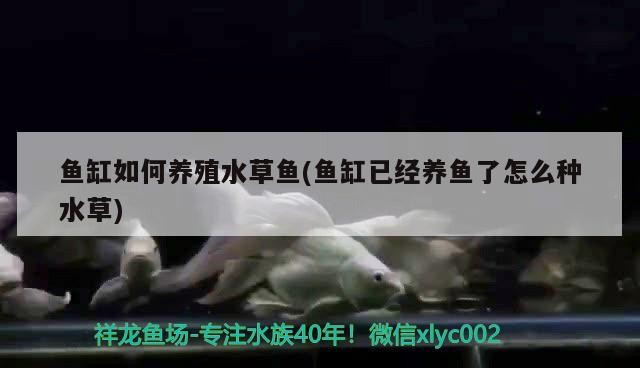 銀龍魚上面的鰭壞了能自己長好嗎（銀龍魚魚鰭爛了怎么辦）