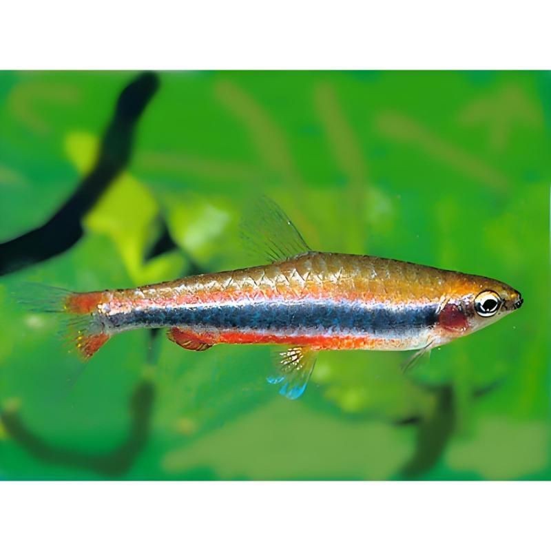 紅肚魚最好三個品種