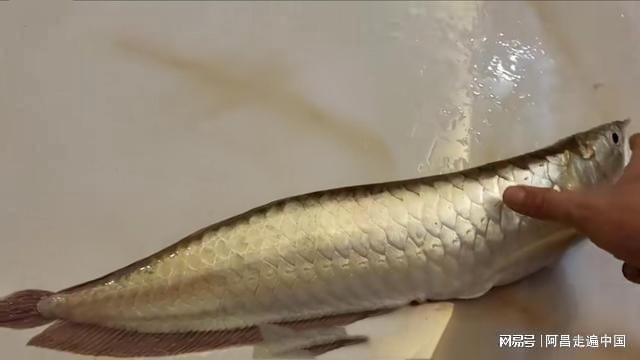 龍魚味道怎么樣（龍魚營養價值介紹如何挑選新鮮龍魚烹飪技巧分享）