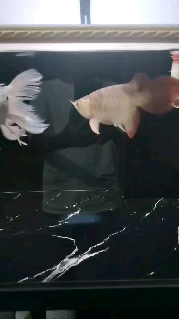 養幾個月都不知道是什么龍，賣家說是紅龍