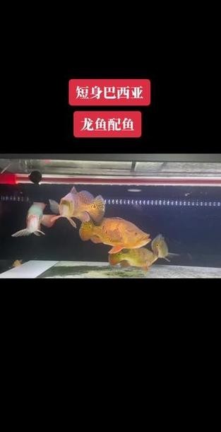 龍鳳錦鯉能和龍魚混養嗎圖片大全