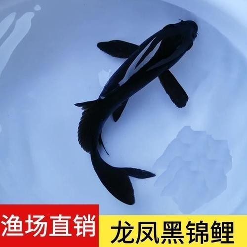 龍鳳錦鯉能和龍魚混養嗎圖片大全