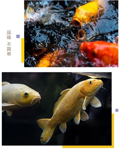 龍鳳錦鯉能和龍魚混養嗎圖片大全