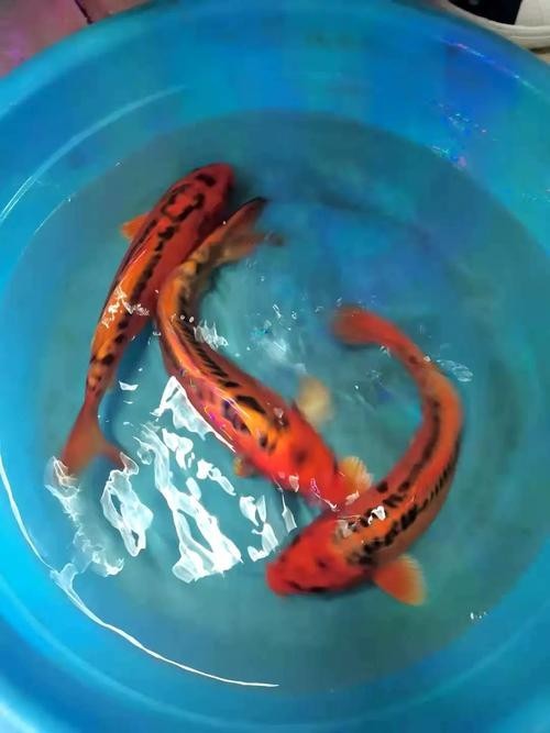 龍鳳錦鯉能和龍魚混養嗎圖片大全