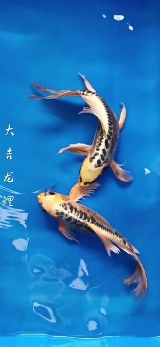 龍鳳錦鯉能和龍魚混養嗎圖片大全