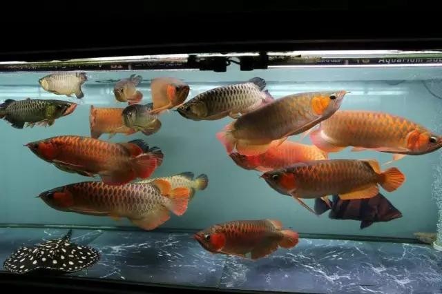 龍鳳錦鯉能和龍魚混養嗎圖片大全