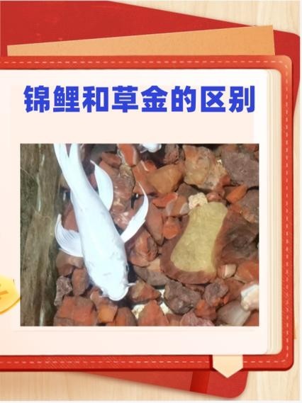 龍鳳錦鯉能和龍魚混養嗎圖片大全