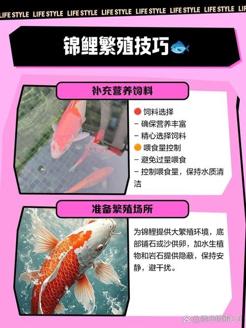 龍鳳錦鯉能和龍魚混養嗎圖片大全