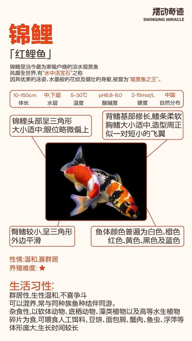 龍鳳錦鯉能和龍魚混養嗎圖片大全