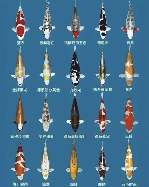龍鳳錦鯉能和龍魚混養嗎圖片大全