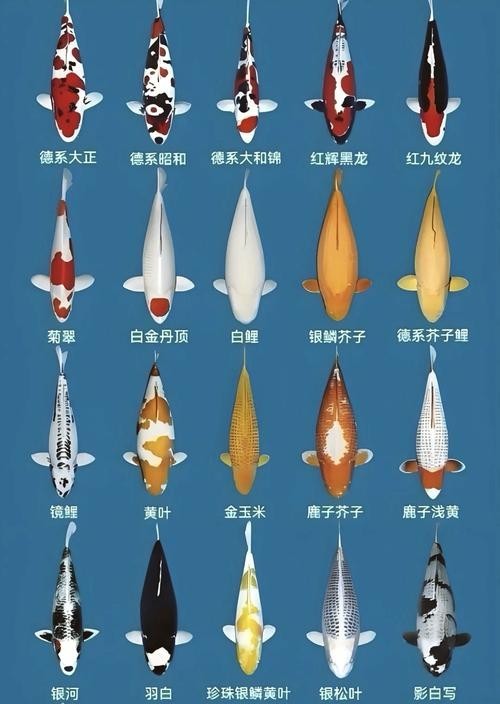 龍鳳錦鯉能和龍魚混養嗎圖片大全