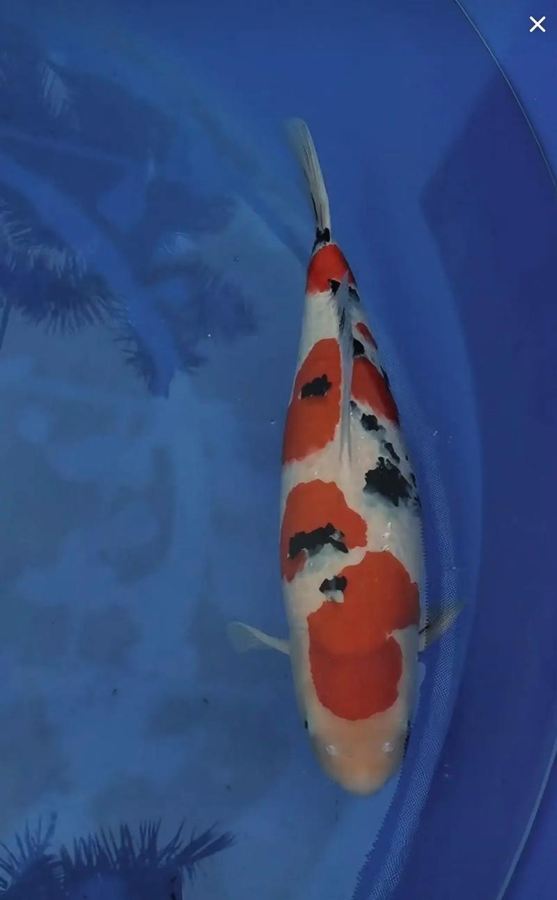 龍鳳錦鯉能和龍魚混養嗎圖片大全