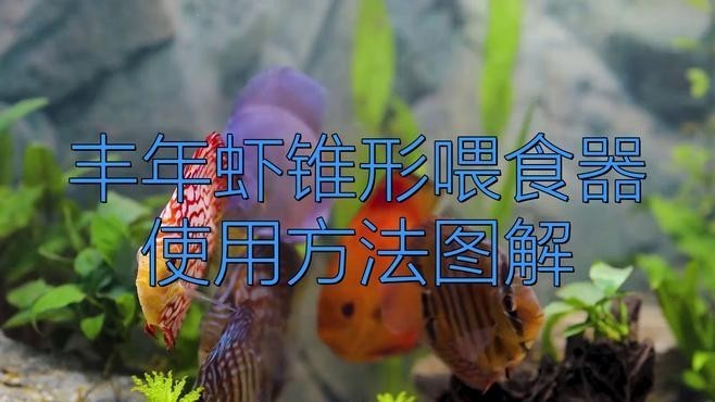 如何設(shè)置觀賞蝦的喂食器？