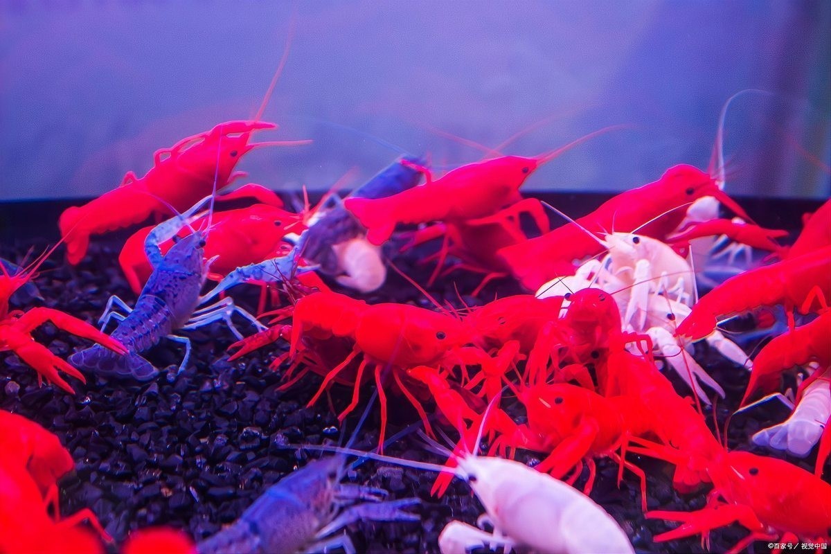 如何設(shè)置觀賞蝦的喂食器？