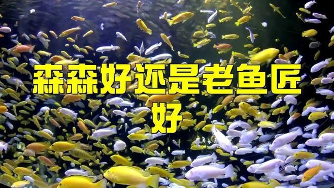森森好和老魚匠哪個好用