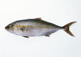鯛魚最好吃的5種做法