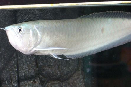 其他魚是否敢吃龍魚的尸體（其他魚是否會吃龍魚的尸體？）