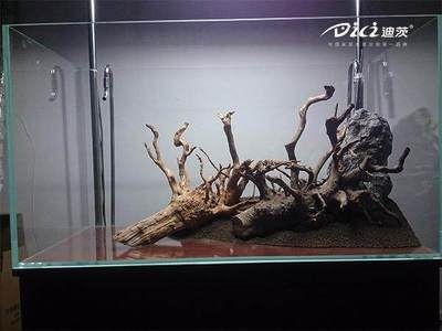 水草魚缸造景教程（水草魚缸造景教程，輕松打造出美麗的水草魚缸） 水草魚缸造景教程（水草魚缸造景教程，輕松打造出美麗的水草魚缸） 魚缸百科 第1張