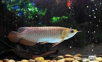 梅州市梅江區海云水族館（梅州市梅江區海云水族館電話）