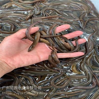 番禺龍魚批發市場的聯系方式