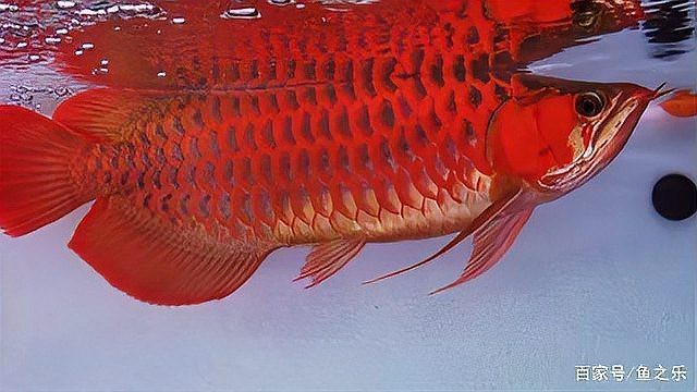 藍底紅龍魚圖片