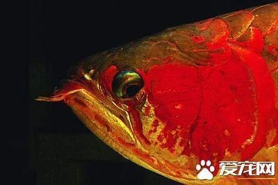 魚缸哪種牌子好用（小米智能魚缸的售后服務怎么樣佳寶jebo魚缸價格區間是多少）