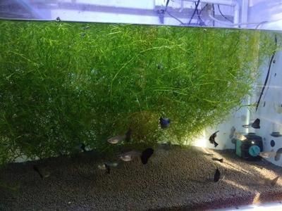 夢(mèng)魚缸魚死了一條被吃了：夢(mèng)見魚缸里的魚死了一條被吃了詳情