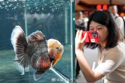 世界金魚錦標賽的冠軍是誰？
