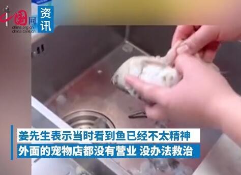石家莊男子撈自家金龍魚蒸著吃是真的嗎