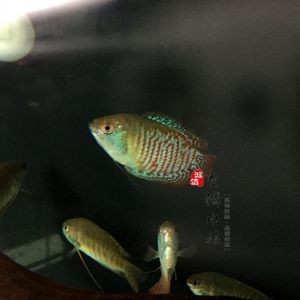 黃曼龍魚身體發(fā)紅：黃曼龍魚身體發(fā)紅可能是由于多種原因引起的，可能是多種原因引起