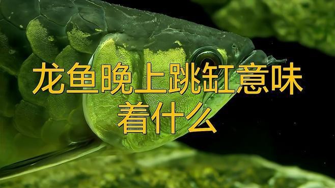 金龍魚跳缸有哪些前兆？