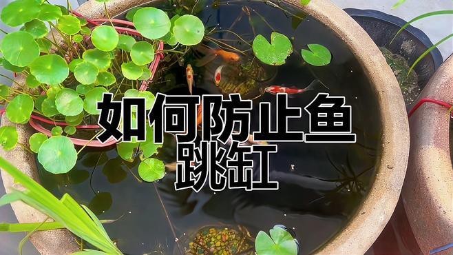 金龍魚跳缸有哪些前兆？