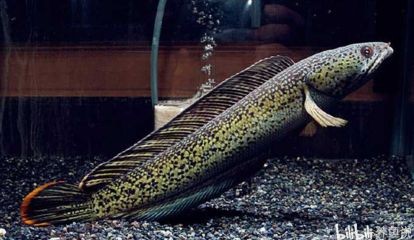什么雷龍魚好養又好看（幾種好養又好看的雷龍魚品種）