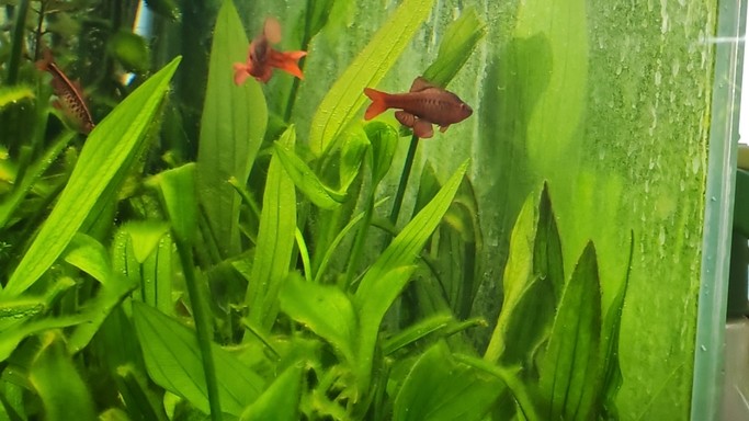 宜秀龍魚的市場價格是多少？（宜秀龍魚市場價格范圍大致每條1000元至2000元人民幣）