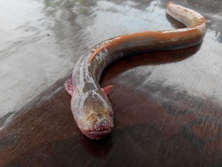 紅狼牙鰕虎魚最忌三種東西