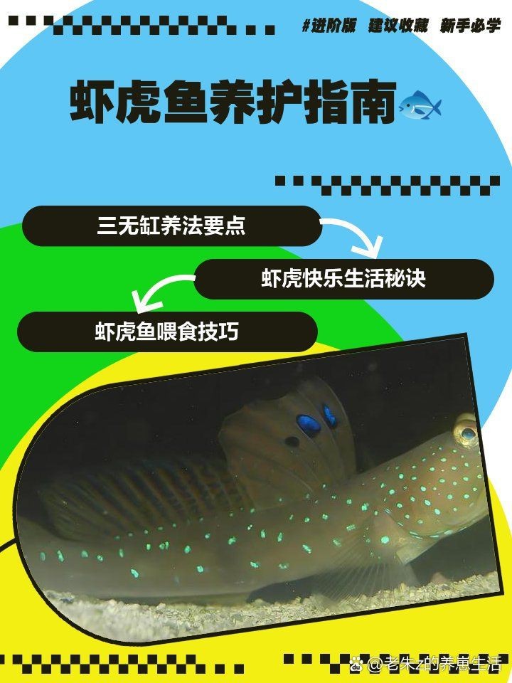 紅狼牙鰕虎魚最忌三種東西