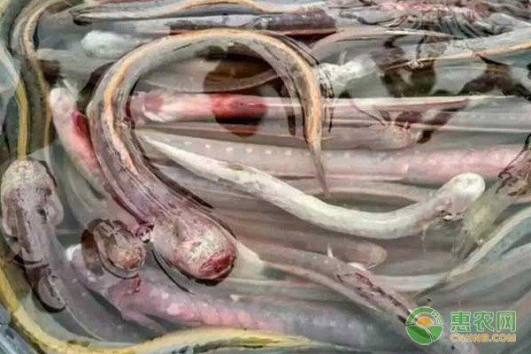 紅狼牙鰕虎魚最忌三種東西