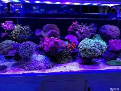 維修魚缸維修價格：福州魚缸維修