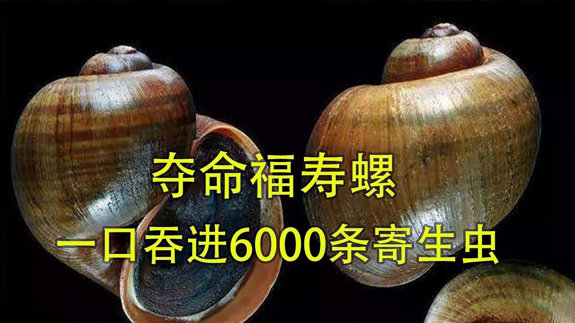 如何安全地使用化學藥物預防寄生蟲？