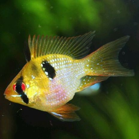 荷蘭鳳凰魚最佳混養