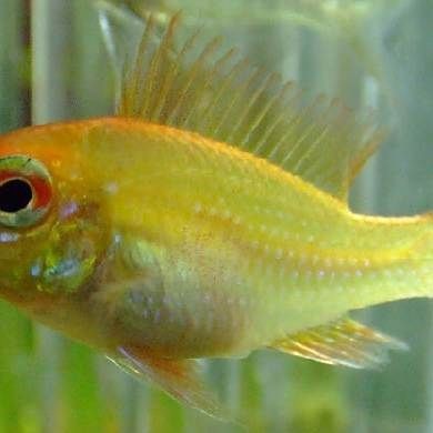 荷蘭鳳凰魚最佳混養